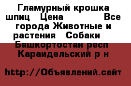 Гламурный крошка шпиц › Цена ­ 30 000 - Все города Животные и растения » Собаки   . Башкортостан респ.,Караидельский р-н